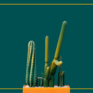 Five Types of Erections