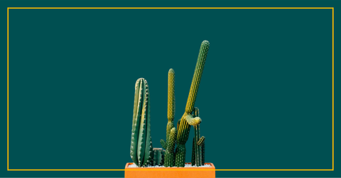 Five Types of Erections