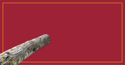 Morning Wood Explained