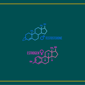 How Testosterone and Estrogen Work Together