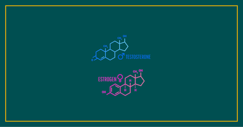 How Testosterone and Estrogen Work Together